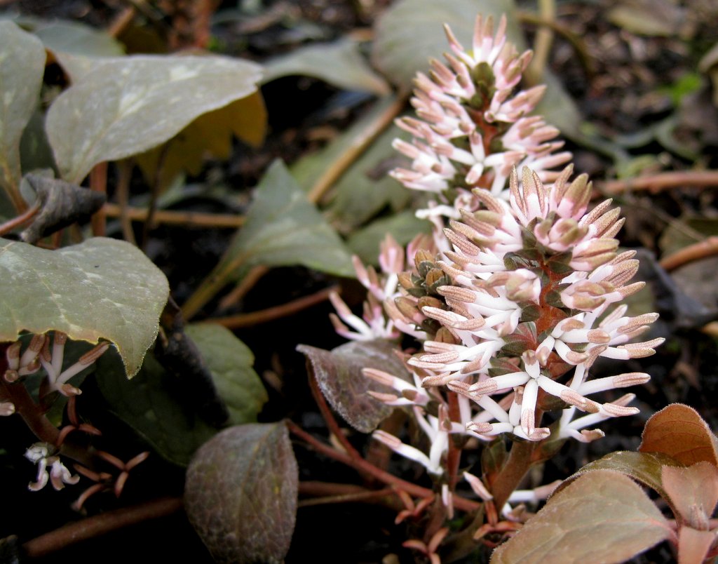 Pachysandra procumbens Qty 96 - Click Image to Close